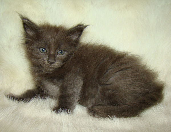 ���� ��� ������� ��������� Catsvill County!  ���� ����! ������ ������ ���� ���! ���� ��� ������ ������ � ����� ����!!! �������� ���� ����� Catsvill County +7-926-544-74-09  ���� ��� �������� ������. ���� ��� ������, ���� ��� �������, ���� ��� ������,  ���� ��� ����, ���� ��� ��������, ���� ����,  ������ ������ ���� ���,  ������ ����-����, ����� ������� ������ �����, ����� ����� ������!